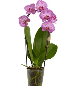 Schmetterlingsorchidee - Phalaenopsis cultivars Kascade, verschiedene Farben