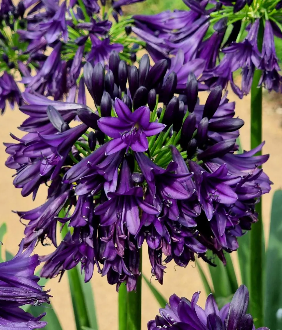 Schmucklilie 'Black Jack', Landlust Kollektion