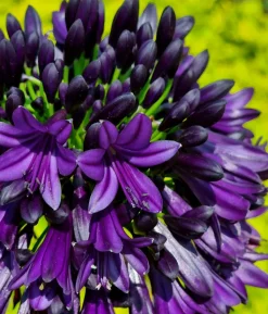 Schmucklilie 'Black Jack', Landlust Kollektion