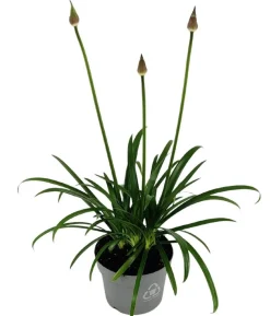 Schmucklilie 'Ever Sapphire', Landlust Kollektion