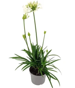Schmucklilie 'Ever White', Landlust Kollektion