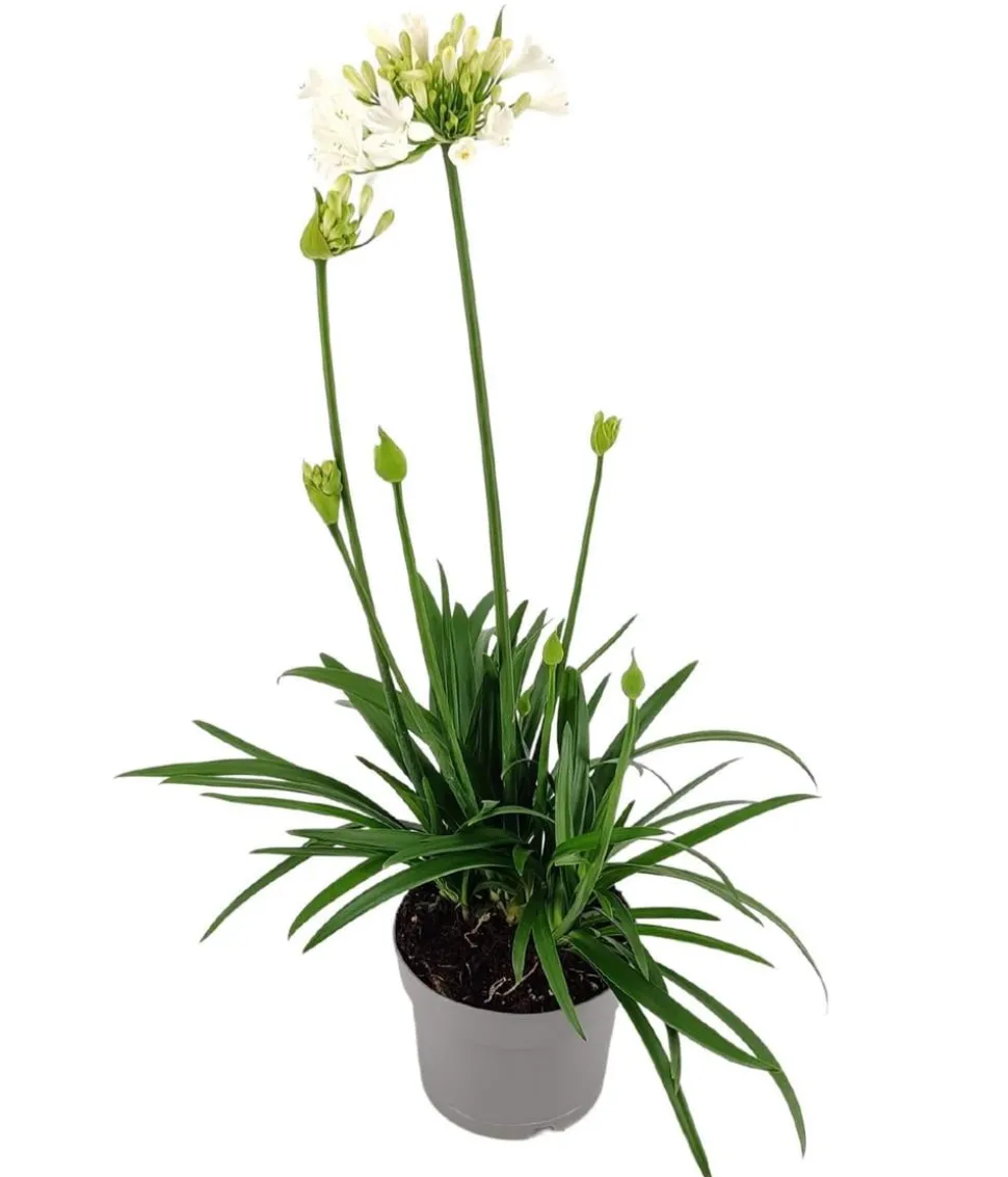 Schmucklilie 'Ever White', Landlust Kollektion