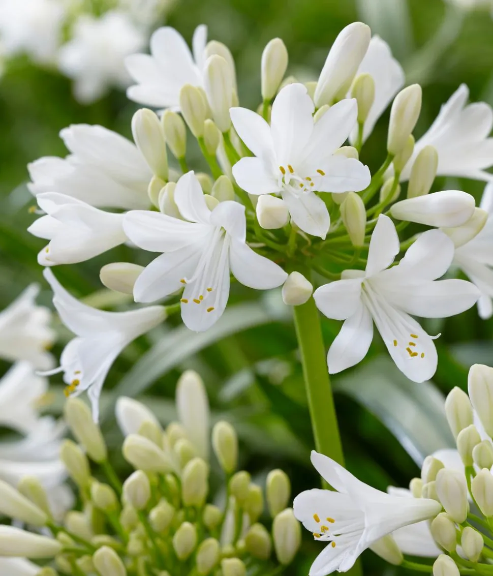 Schmucklilie 'Ever White', Landlust Kollektion