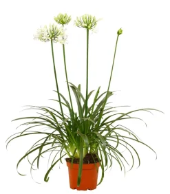 Schmucklilie 'Ever White', Landlust Kollektion