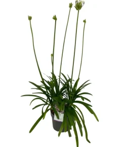 Schmucklilie 'Fireworks', Landlust Kollektion
