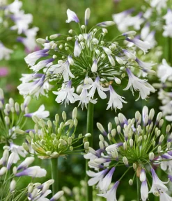Schmucklilie 'Fireworks', Landlust Kollektion