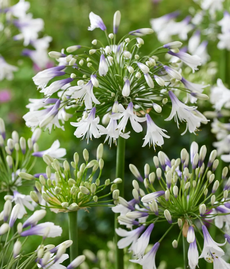 Schmucklilie 'Fireworks', Landlust Kollektion