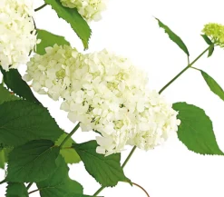 Schneeball-Hortensie 'Annabelle®'