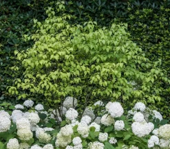 Schneeball-Hortensie 'Annabelle®'