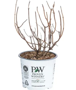 Schneeball-Hortensie 'Pink Annabelle®'