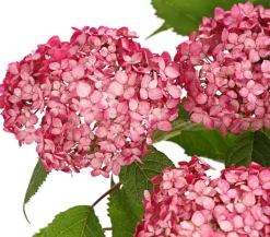 Schneeball-Hortensie 'Ruby Annabelle®'