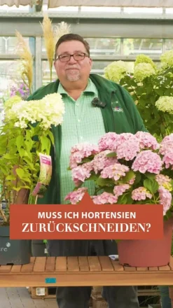 Schneeball-Hortensie 'Strong Annabelle®'