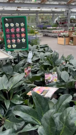 Schneerose 'Ice N' Roses® Dark Picotee' - Helleborus Gold Collection®