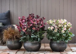 Schneerose 'Ice N' Roses® Dark Picotee' - Helleborus Gold Collection®