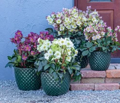 Schneerose 'Ice N' Roses®Merlot' - Helleborus Gold Collection®