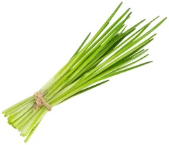 Schnittlauch