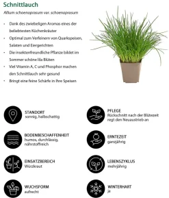 Schnittlauch