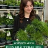 Schnittlauch, 20er Schale