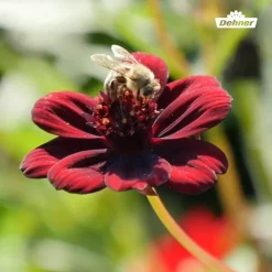 Schokoladenblume