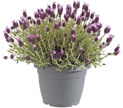 Schopf-Lavendel