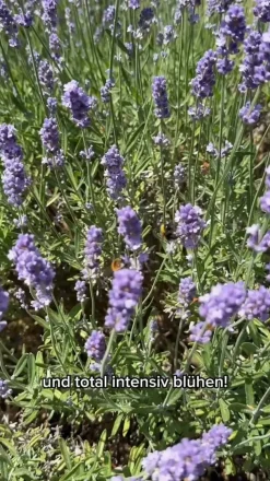 Schopf-Lavendel