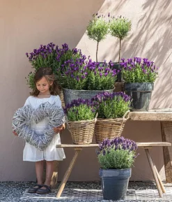 Schopf-Lavendel, Stämmchen