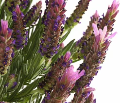Schopf-Lavendel, Stämmchen
