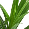 Schraubenbaum - Pandanus veitchii