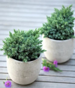 Schuppen-Wacholder 'Blue Star'