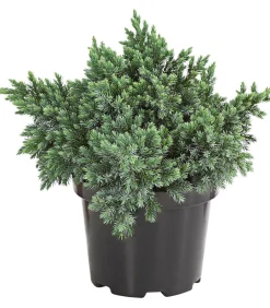 Schuppen-Wacholder 'Blue Star'