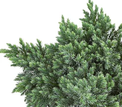 Schuppen-Wacholder 'Blue Star'