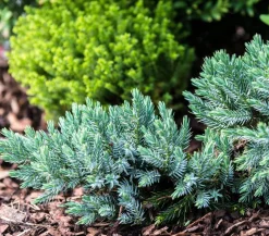 Schuppen-Wacholder 'Blue Star'