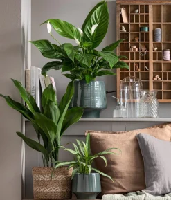 Schusterpalme - Aspidistra elatior