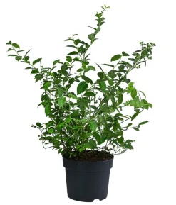 Schwarze Heidelbeere 'Black Pearl'