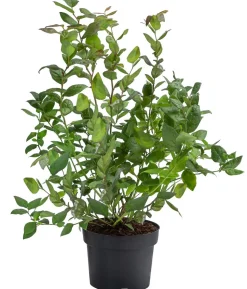 Schwarze Heidelbeere 'Black Pearl'