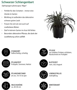 Schwarzer Schlangenbart 'Niger'