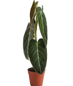 Schwarzgoldener Baumfreund - Philodendron melanochrysum