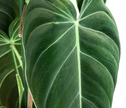 Schwarzgoldener Baumfreund - Philodendron melanochrysum