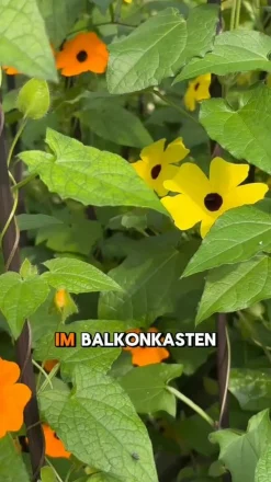 Schwarzäugige Susanne