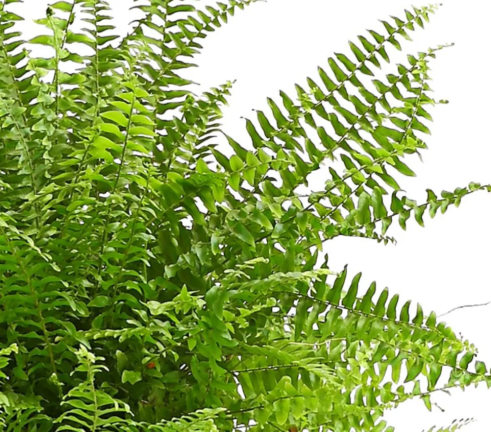Schwertfarn - Nephrolepis exaltata 'Sonata'