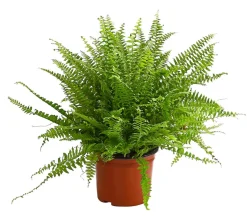 Schwertfarn - Nephrolepis exaltata 'Sonata'