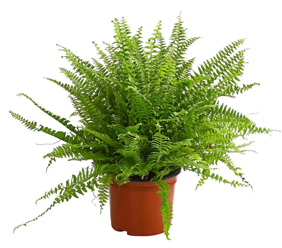 Schwertfarn - Nephrolepis exaltata 'Sonata'