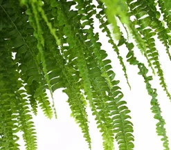 Schwertfarn - Nephrolepis exaltata, Ampel