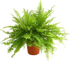 Schwertfarn - Nephrolepis exaltata 'Sonata'