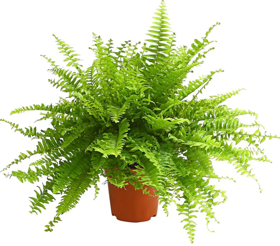 Schwertfarn - Nephrolepis exaltata 'Sonata'