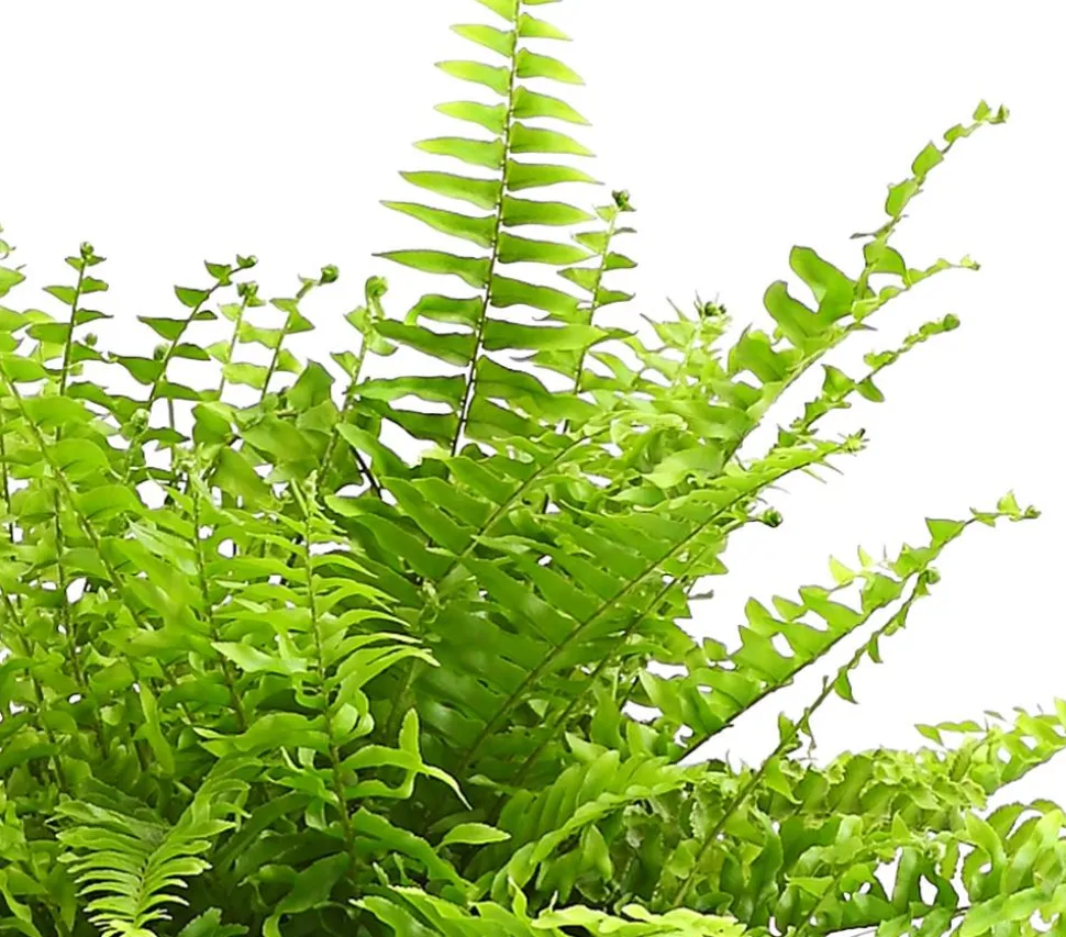 Schwertfarn - Nephrolepis exaltata 'Sonata'