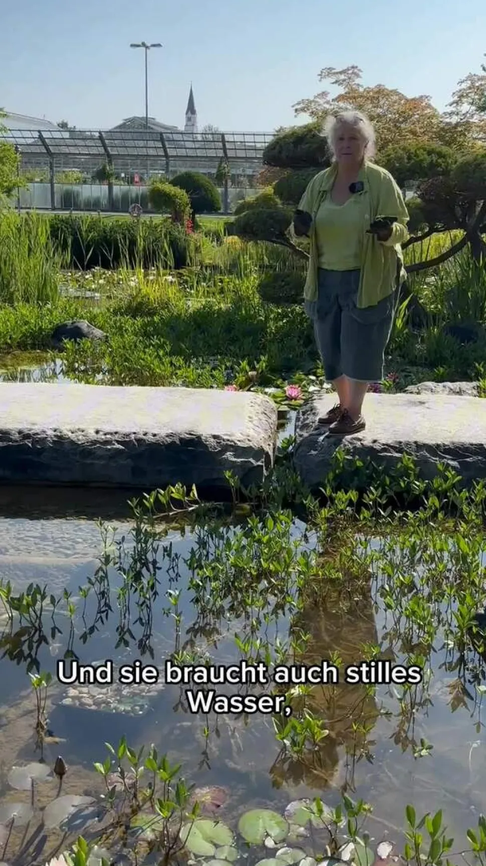 Seerose 'Sioux'