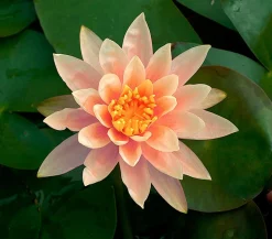 Seerose 'Sioux'