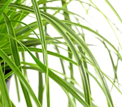 Segge 'Everlime'
