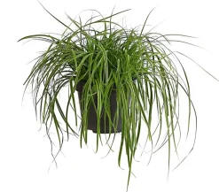 Segge 'Everlime'